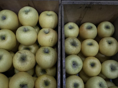 【数量限定】青森県産りんご「シナノゴールド」家庭用 キズ有 約4.5kg【ジューシー】