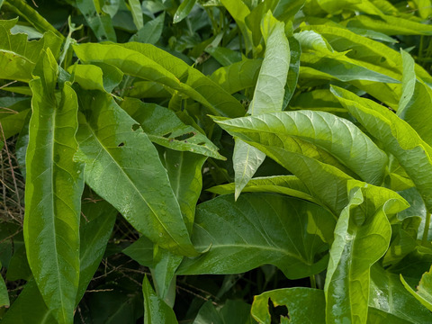 野菜購入者空芯菜4キロ 空芯菜（クウシンサイ・エンサイ） 袋入り : 夜の八百屋さん - 通販