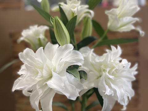 白八重新品種【アンジェラ】香りが抜群に良い❤花弁もしっかりしています！！mikiおすすめ品種♥