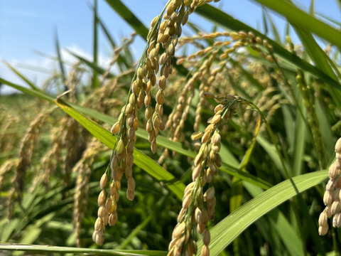 地球と体に優しいお米！「くまみのり」3キロ！！