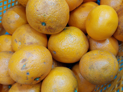 段々畑の甘夏【超訳あり】2.5kg(箱込)