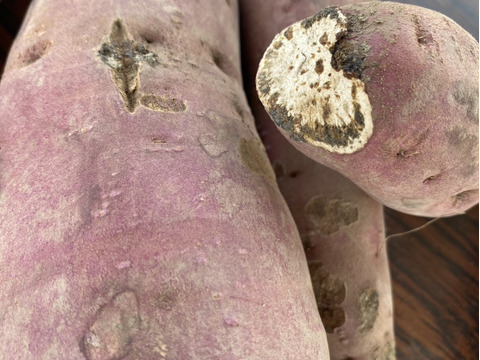 訳あり特価！紅はるか　追熟済み　ベニハルカ　さつま芋　薩摩芋　さつまいも　お試し 2キロ 2㎏　少量