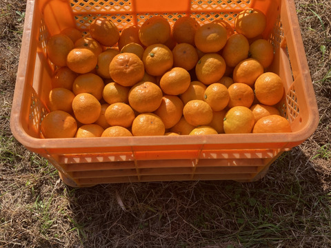 【絶品　濃厚　糖度16度以上】　プレミアム田口みかん　5kg