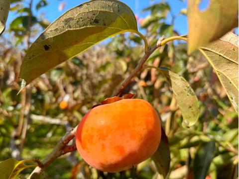 【なめらか食感✨】びわっ湖　黒宝あま柿《樹上完熟》８個入り