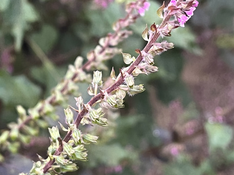 しその実　穂しそ　赤　農薬不使用