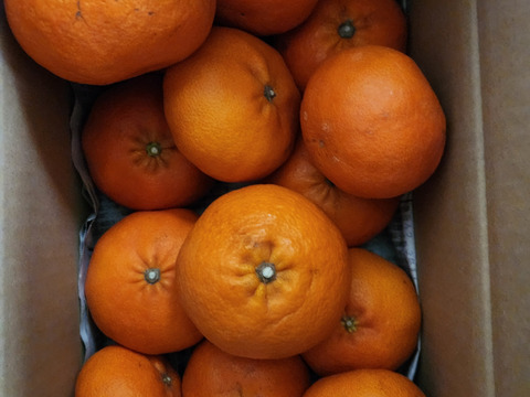 【愛媛県産　新品種　感動の新食感　柑橘の王様　甘平　3ｋ箱　除草剤使用無】