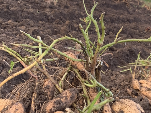 【熟成さつまいも人気3種類食べ比べ】　〈厳選〉安納芋・紅はるか・安納黄金（9kg）溢れ出る種類別の蜜を贅沢に🍯🍠焼き芋にオススメ。ひとつひとつ紙に包んでお届けでプレゼントにも🎁熨斗承ります！