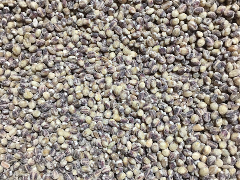 もち麦　ダイシモチ農薬化学肥料不使用　熊本県産250g×4 1kg