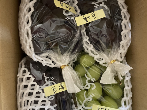 お買い得 ぶどう詰め合わせ② 約4.8kg シャインマスカット ピオーネ 巨峰 農薬節約栽培】巨峰2房・シャイン・ピオーネ詰め合わせ(種なし