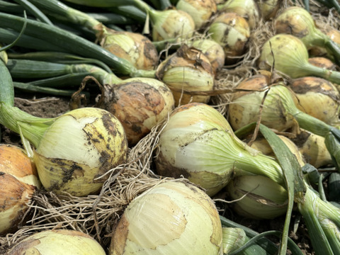 淡路島春の新玉ねぎ七宝♪♪5kg