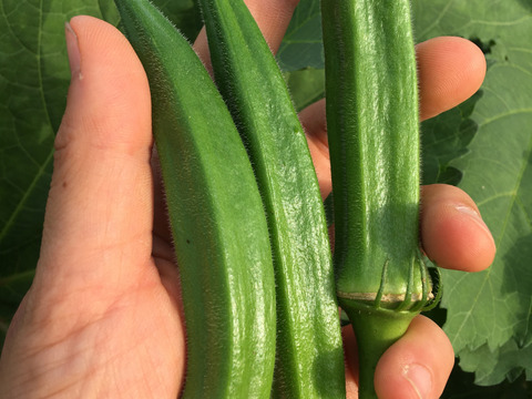 生でも食べれる★２種類のやわらかオクラ食べ比べセット（約800g）