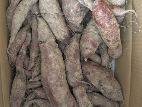 kyoko様用　ふくむらさき　　栗かぐや