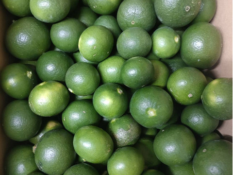 【青い高根島みかん】10月の摘果みかん【2kg】