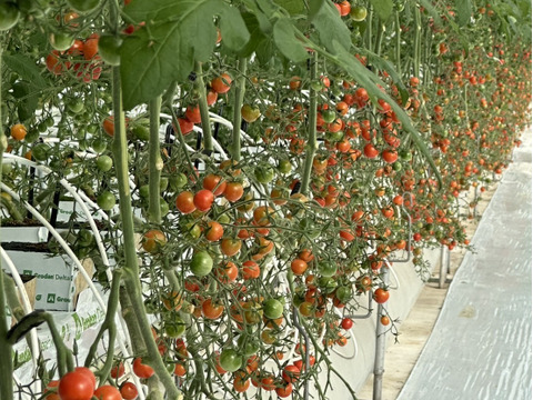 パリッと！新鮮！ミニトマト+ミディトマト詰め合わせセット 1.2kg【A-C品】