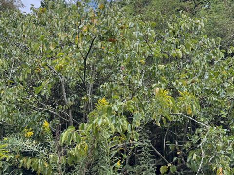 【期間限定　自然農法の恵み】大ぶりのどっしりした　干し柿用蜂屋柿はちや柿　18個以上お届け　
サービスで季節の野菜をお入れしてお届けいたします