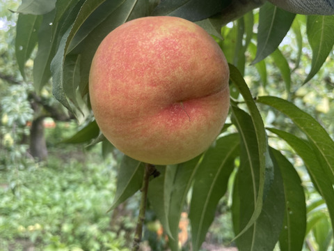 ★農薬節減 ★完熟　川中島　白桃　約3kg 約9玉〜12玉 ご家庭用にも !!