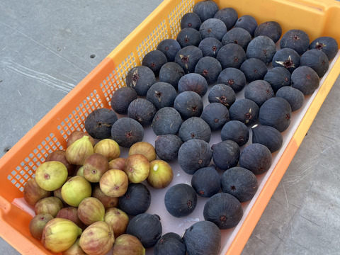 THE FIG ～皮ごと食べれるいちじく～