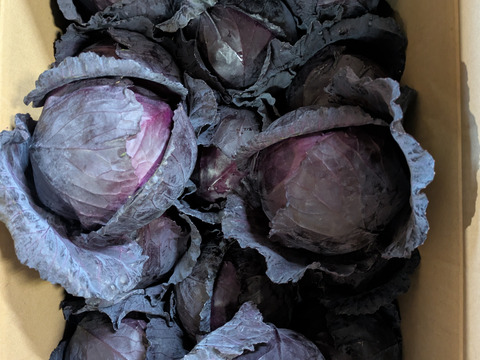 ともちゃんの紫キャベツ　15こ