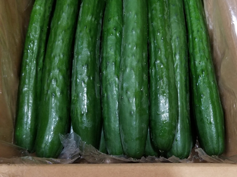 朝採り！信州産きゅうりA品2kg（箱重量込・正味1.8㎏）