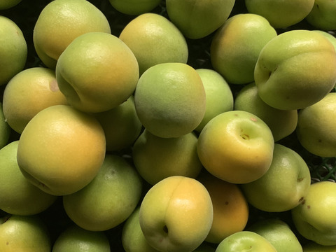 まじりっけなし！自然栽培 梅干用『青軸』1kg