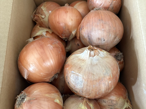 今期最終　数量限定品でお買い得！！　納豆菌栽培（残留農薬不検出）淡路島産玉ねぎ　5ｋｇ