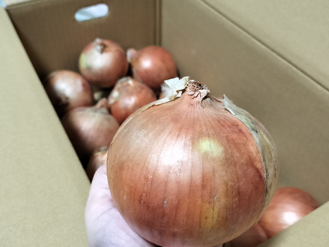 玉ねぎ5kg🅱️🧅淡路島極熟玉葱　シャーロットオニオン　玉ねぎ大国淡路島からのたまねぎ