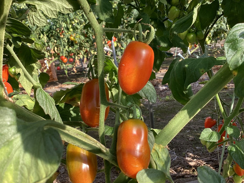 【夏ギフト】カラフルミニトマト食べ比べセット　1.5kg