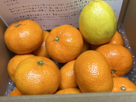 箱込2㌔　濃い濃い薄皮みかん（Mサイズ）　人気のＭサイズ 　送料お得