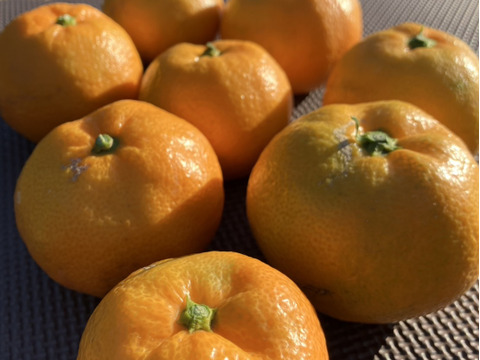 静岡県産　片山　みかん　5kg　程よい酸味