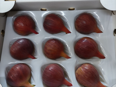 🌸【ハウスいちじく】【期間数量限定】朝採れ直送【極】