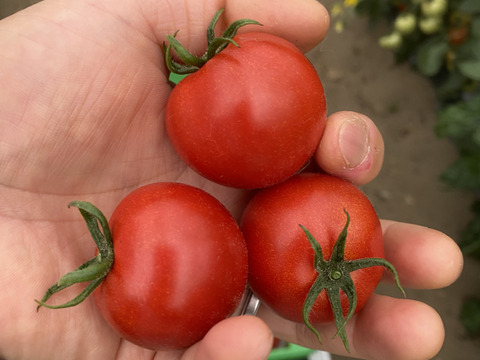 甘くて皮が薄くて食べやすい　福井県産ミディトマト『越のルビー』1Kg！約　1100g入り
