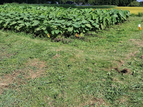 吉原ファームのわがままセット