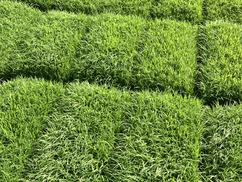 【令和７年産新米】ササニシキ玄米5kg★天日干し・自然栽培