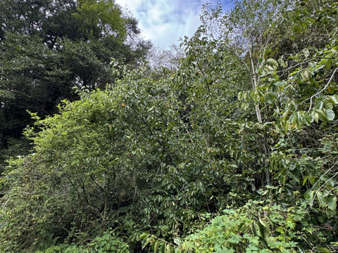 【期間限定　自然農法の恵み】大ぶりのどっしりした　干し柿用蜂屋柿はちや柿　18個以上お届け　
サービスで季節の野菜をお入れしてお届けいたします