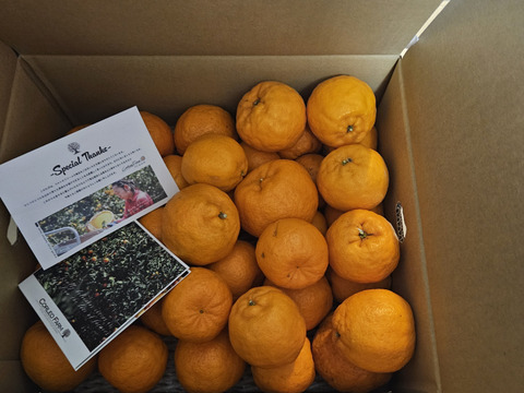 ★豊作セール★【訳ありBセレクション】熟成 今津ポンカン5kg