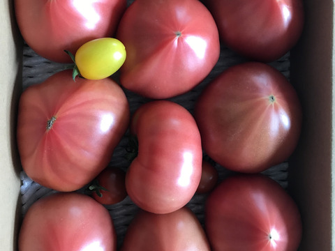 【 100％純トマト🍅】【雪ちゃんトマト】桃太郎トマト（2キロ箱満杯詰め）