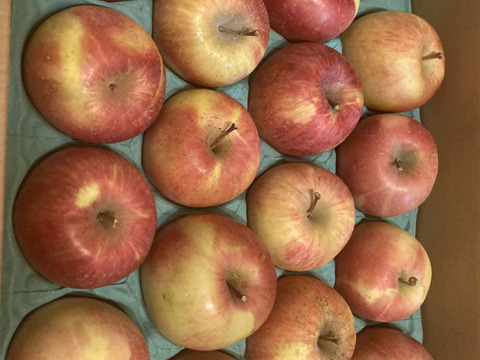 【家庭用小玉】サンふじ 約10kg 36-56玉 お得な大容量サイズ！りんごは日持ちするからまとめ買いがお得 超定番のりんごの王様 1月発送 長野県産#NAF0B100