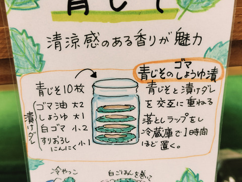 農薬、化学肥料不使用　青シソ（大葉）葉っぱ10枚程度 100サイズ用