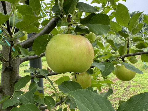 【希少品種】 夏緑(りんご) 14個入り　約3キロ