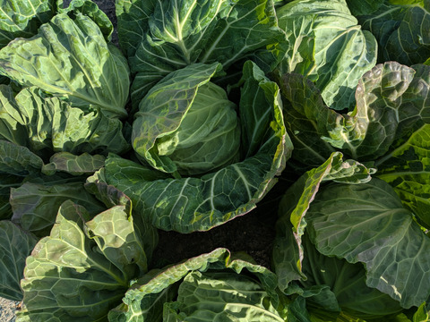 ８玉🌊海風🌊春キャベツ🌊