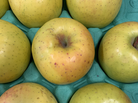 🍏青森りんご🍏　規格外品『黄金ふじ』約３Kg　９～１５個入り