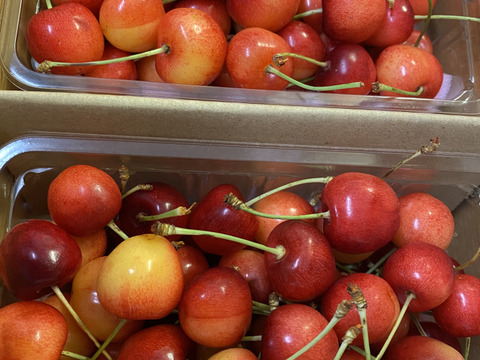 【さくらんぼ最高糖度賞受賞園地】紅てまり　秀品1kg