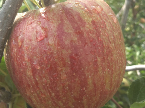 予約規格外サンつがる　5キロ