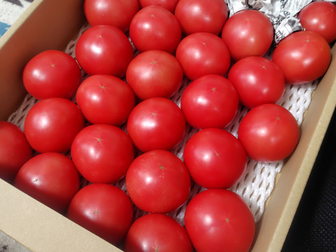 【旨トマト3kg】お買い得☆ジューシーで旨味あるトマト！サラダやパスタにも！（２０～４５玉）【8%OFF】