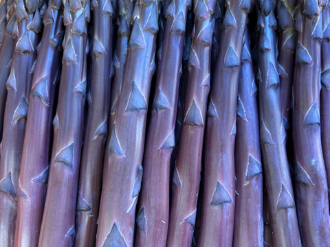 2026年北海道産！グリーン(500g)と紫(500g)の2色食べ比べセット(合計1kg)！紫アスパラは新品種「RG紫色舞ファースト」