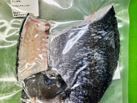 徳島宍喰産！脂あるグレ(メジナ)‼️調理済み！1袋片身入り×2　冷凍！
