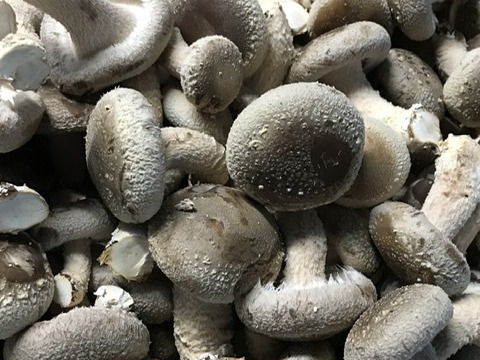 菌床椎茸(60サイズ箱いっぱい)