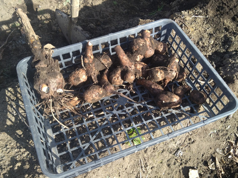 【那須高原産】ねっとり、ホクホク！里芋「石川早生」１㎏