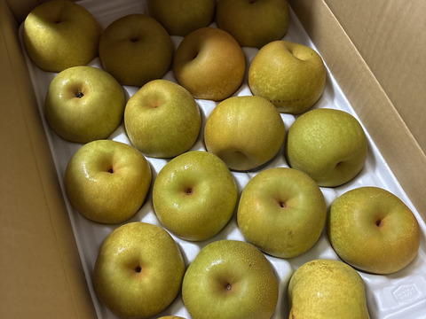幸水梨（家庭用）　約5kg(10～18玉)  　※お届けは8月7日前後から
