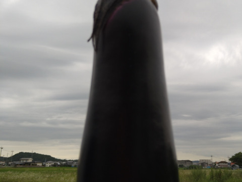 「固定種　真黒茄子」美味い中長なす 1kg